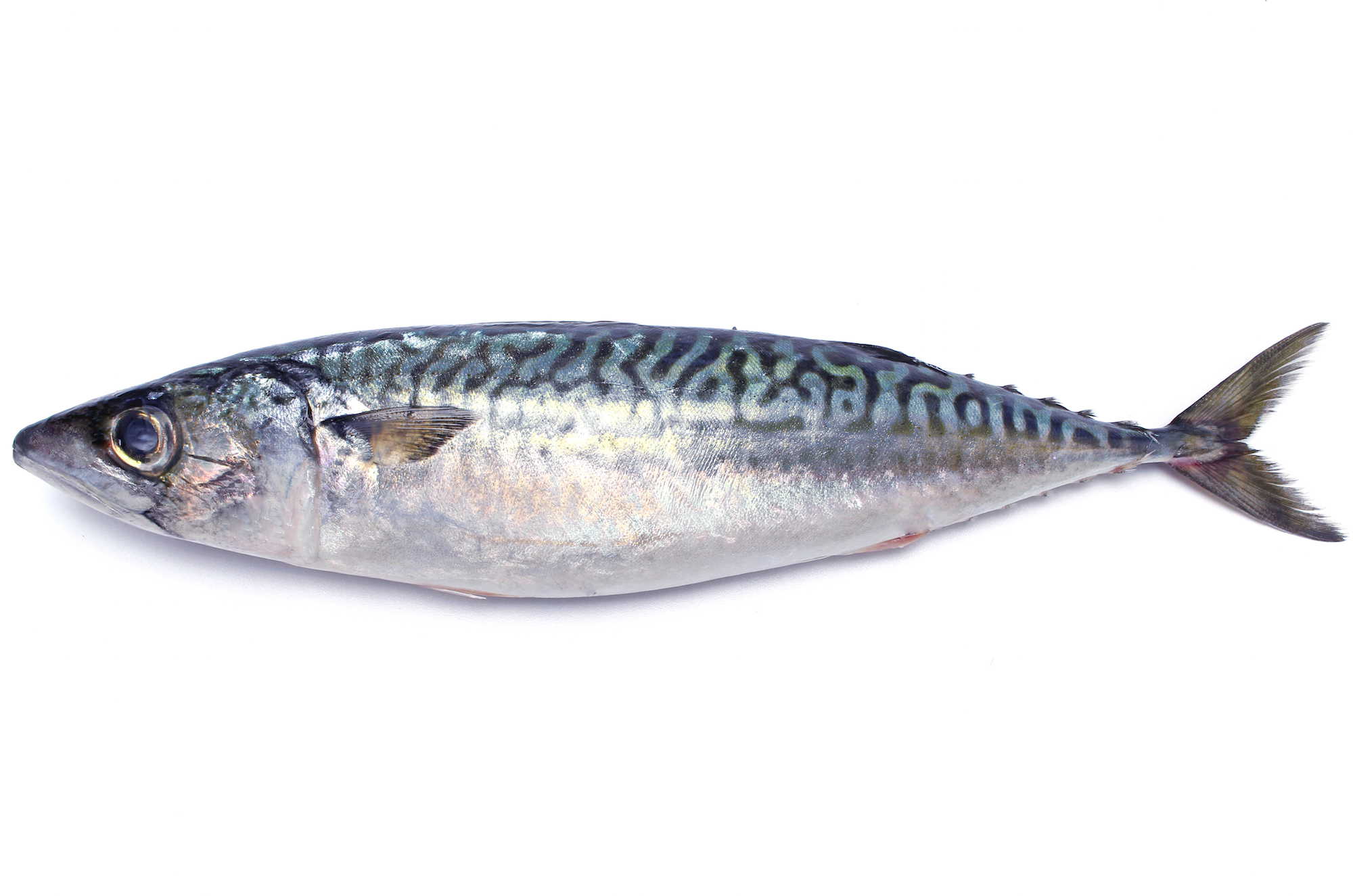 魚の脂の酸化を防ごう