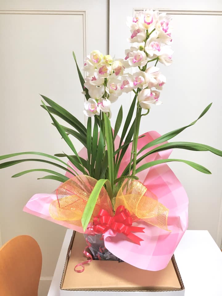 お花を頂きました✿