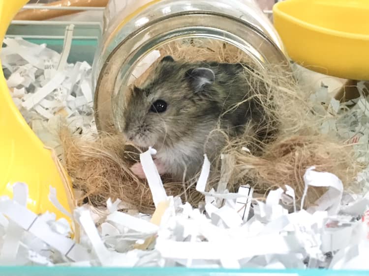 新しい仲間が増えました🐹