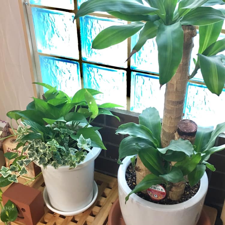 植物の植え替えをしました@本社